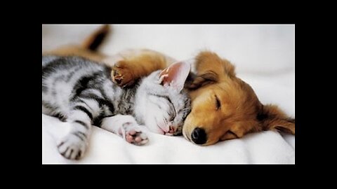 Incredible relationship between a cat and a dog!