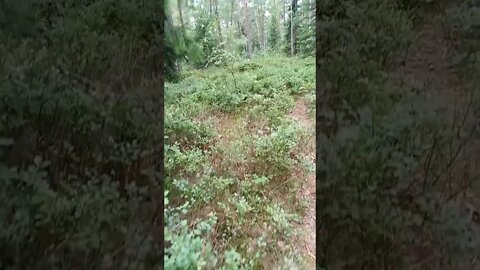 blueberry #shorts #blaubeeren #wald #bluberries #natur