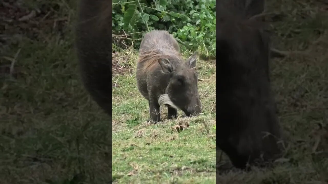 Why Warthogs Kneel on their Front Knees to Feed?🤔#shorts #safari #travelling