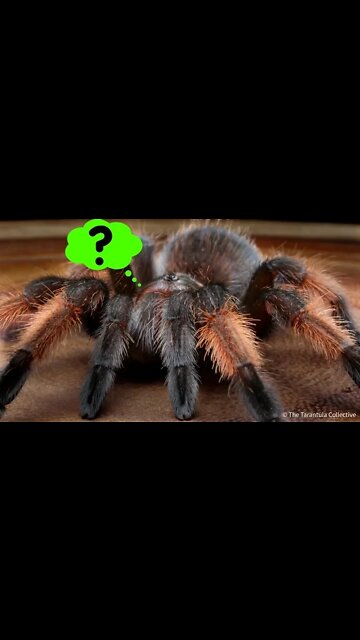 How Tarantulas Got Their Name #shorts