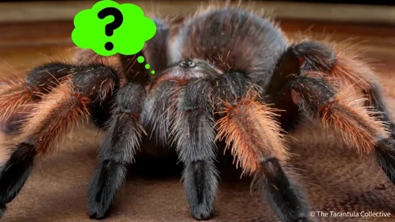 How Tarantulas Got Their Name #shorts