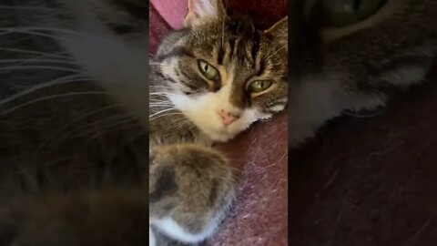 My cat purring at me