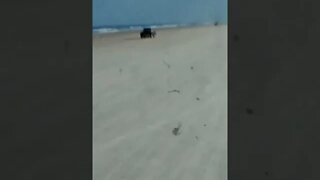 Vintage Cars Driving on Florida Beach 1957 #shorts