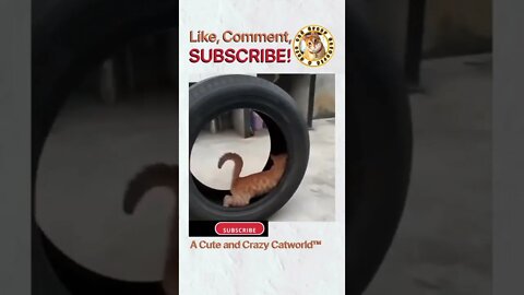Things That Make You Say Awww 🥰 Cute and Crazy Kitties! (#195)