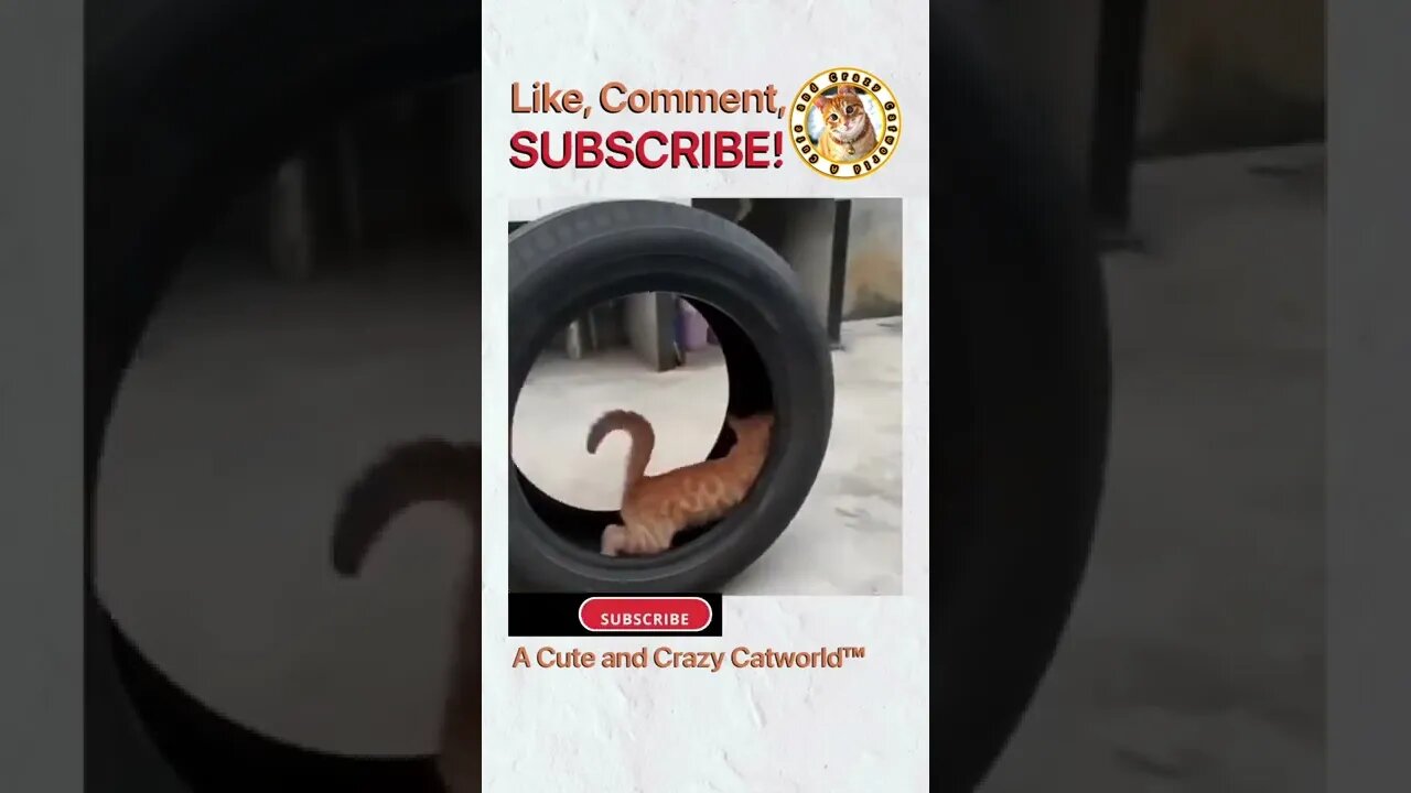 Things That Make You Say Awww 🥰 Cute and Crazy Kitties! (#195)