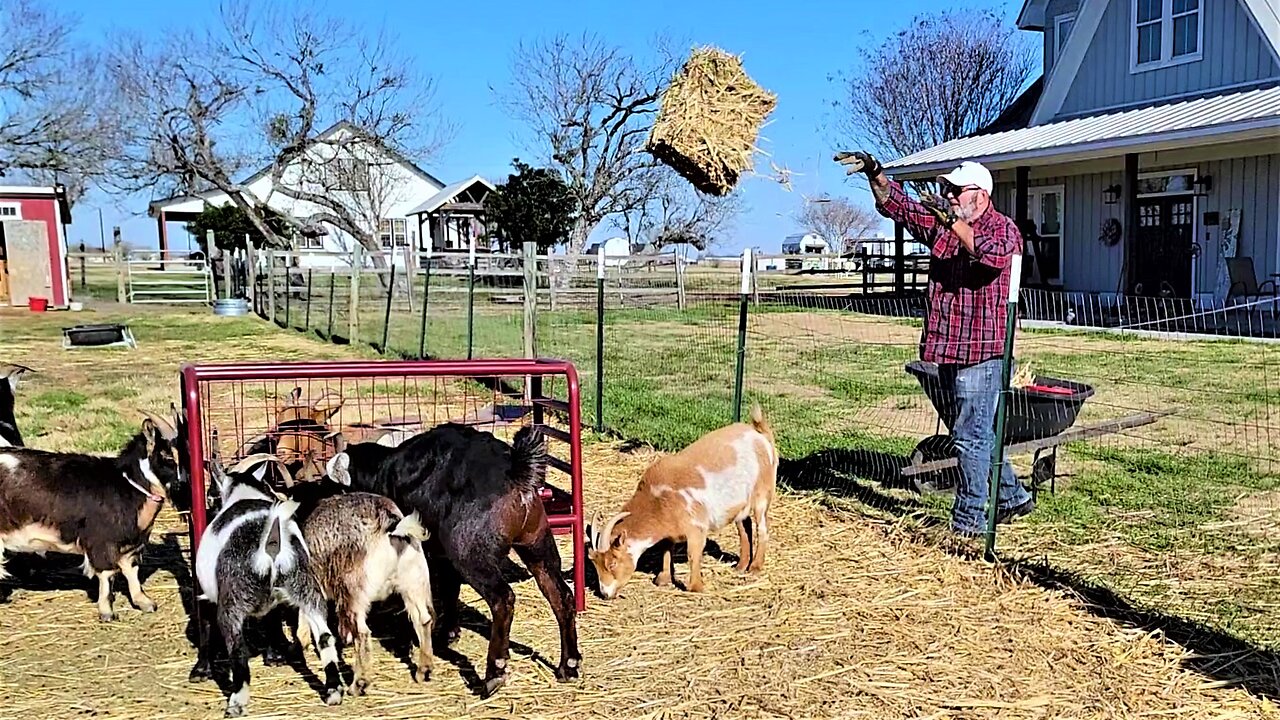 Sanctuary owner feed goats with basketball pro precision