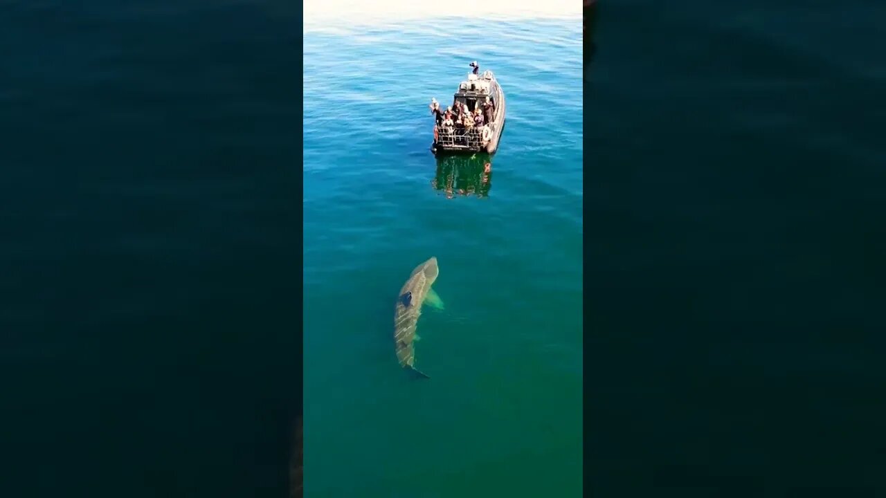 Whale watching U 😱