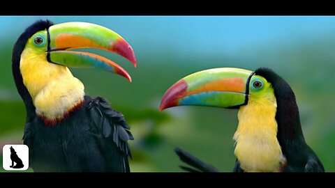 Birds Of The World 🌿 Beautiful Bird Sounds In the ungle | Scenic Relaxation Film