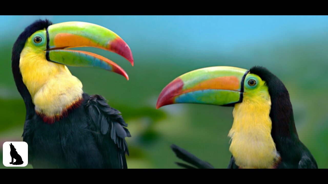 Birds Of The World 🌿 Beautiful Bird Sounds In the ungle | Scenic Relaxation Film