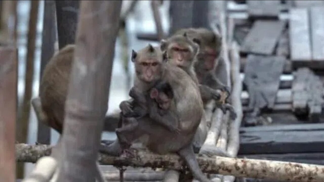 CDC Is Monitoring Americans for ‘Cold-Like Symptoms’ Following Escape of Lab Monkeys