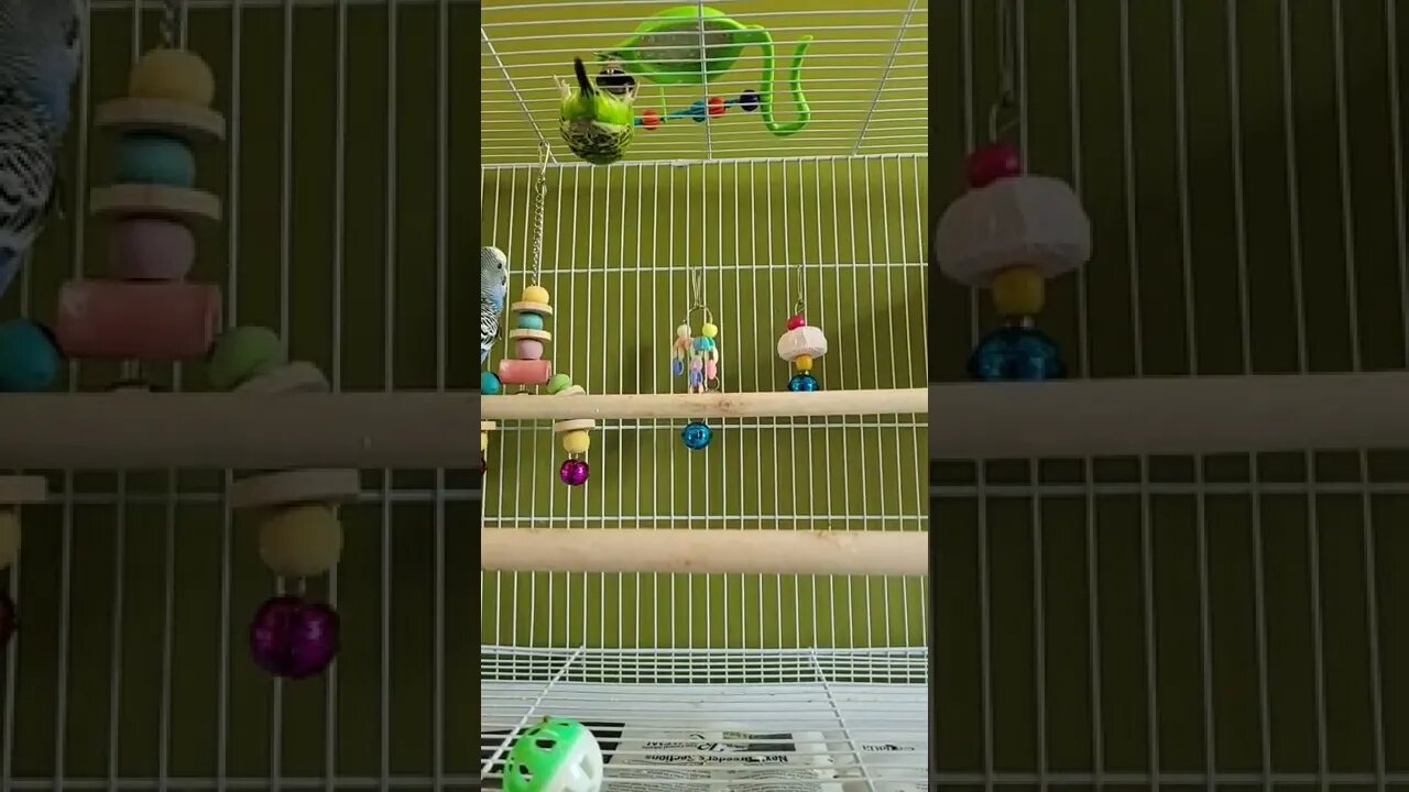 Budgies Gymnastics😁 #animallover #youtubeshorts #funny #shorts #birds #budgies