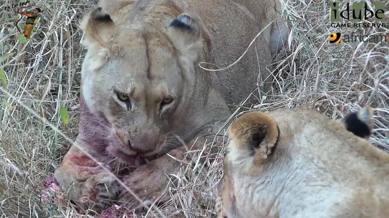 Daughters Of The Mapogo Lions - Rebuilding The Othawa Pride - 61: Female Cub Returns!