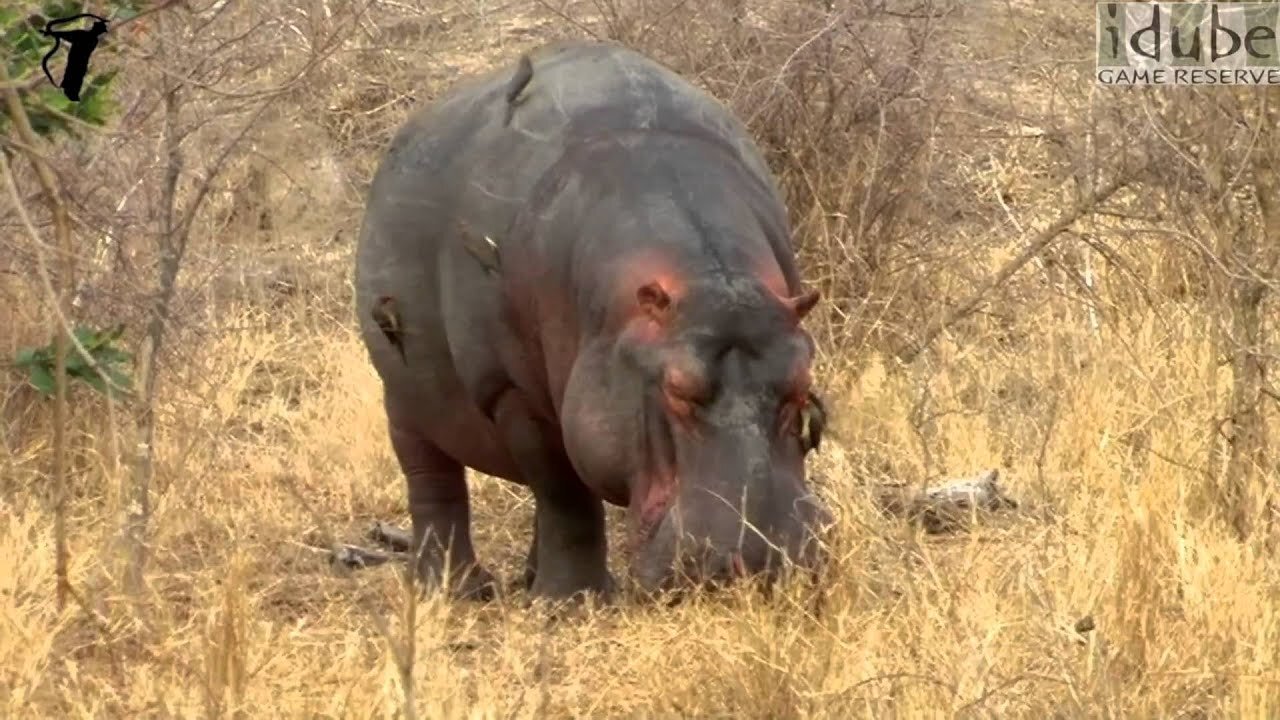 Sad Looking Hippo Out Of The Water