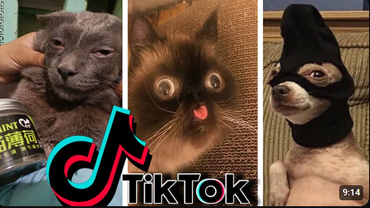 Funniest TikTok Dogs and Cats That Will Make You LOL