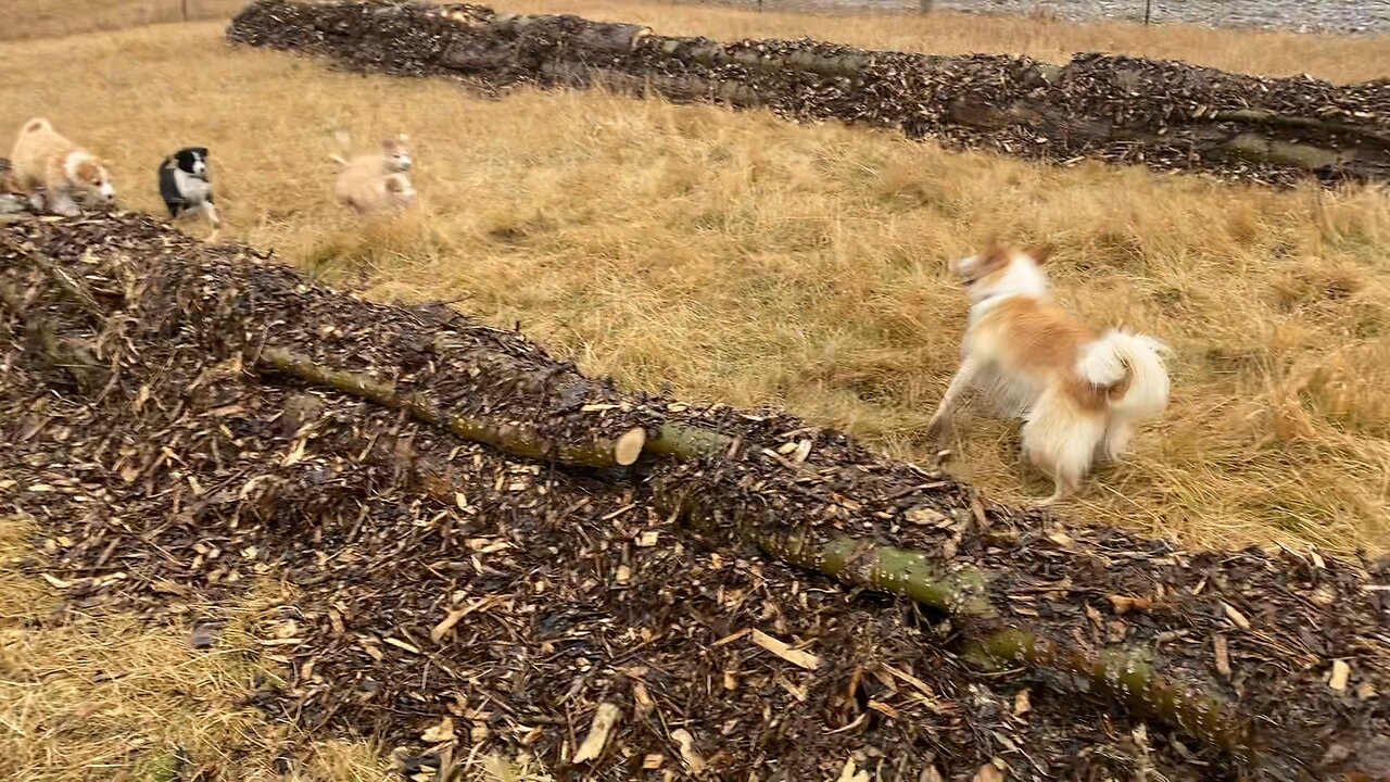 Lassie playing with her 8 week old puppies