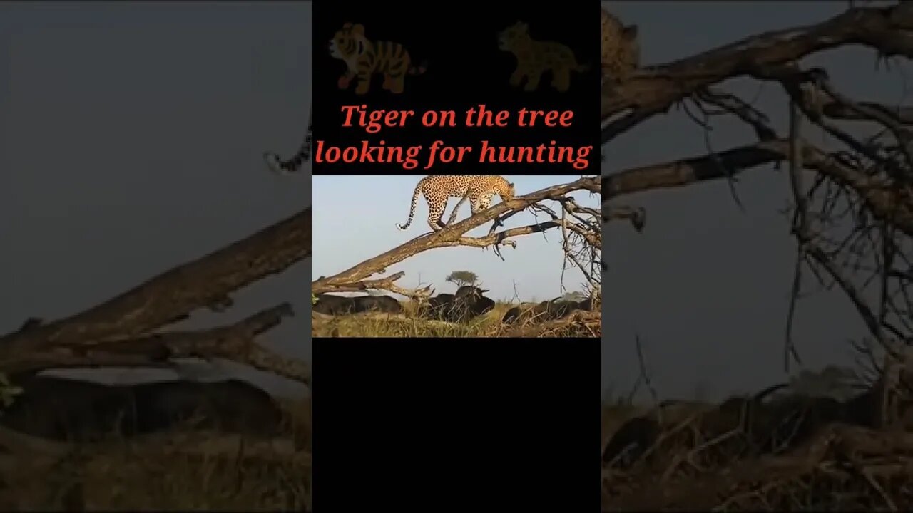 Tiger on the tree looking for hunting #shorts #youtubeshorts