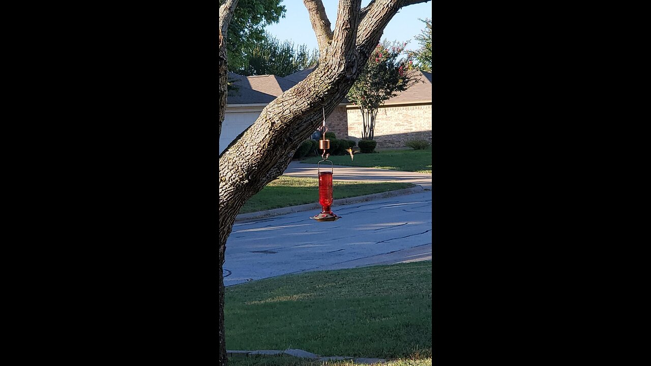 Skinny Ant Moat with Guard for Hummingbird Feeders - Gets Rid of Ants Fast in Nectar Feeder. Al...