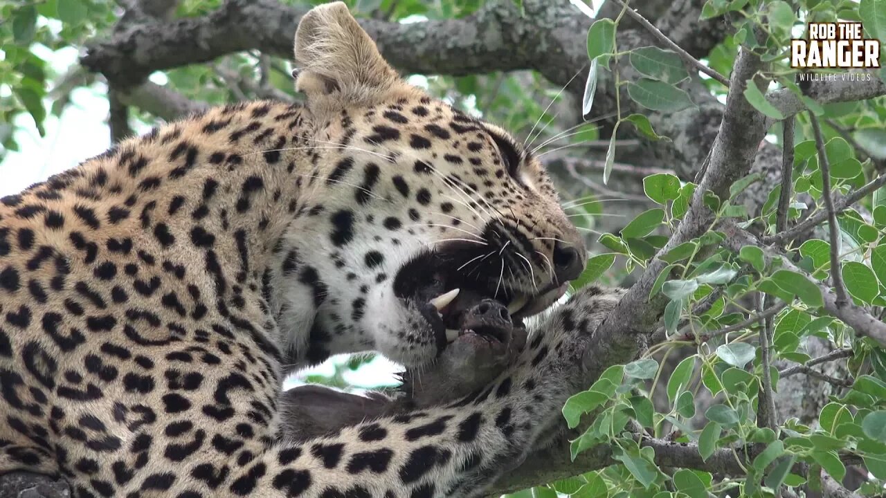 Female Leopard With A Duiker In A Tree (Presented By Daddy Tube)