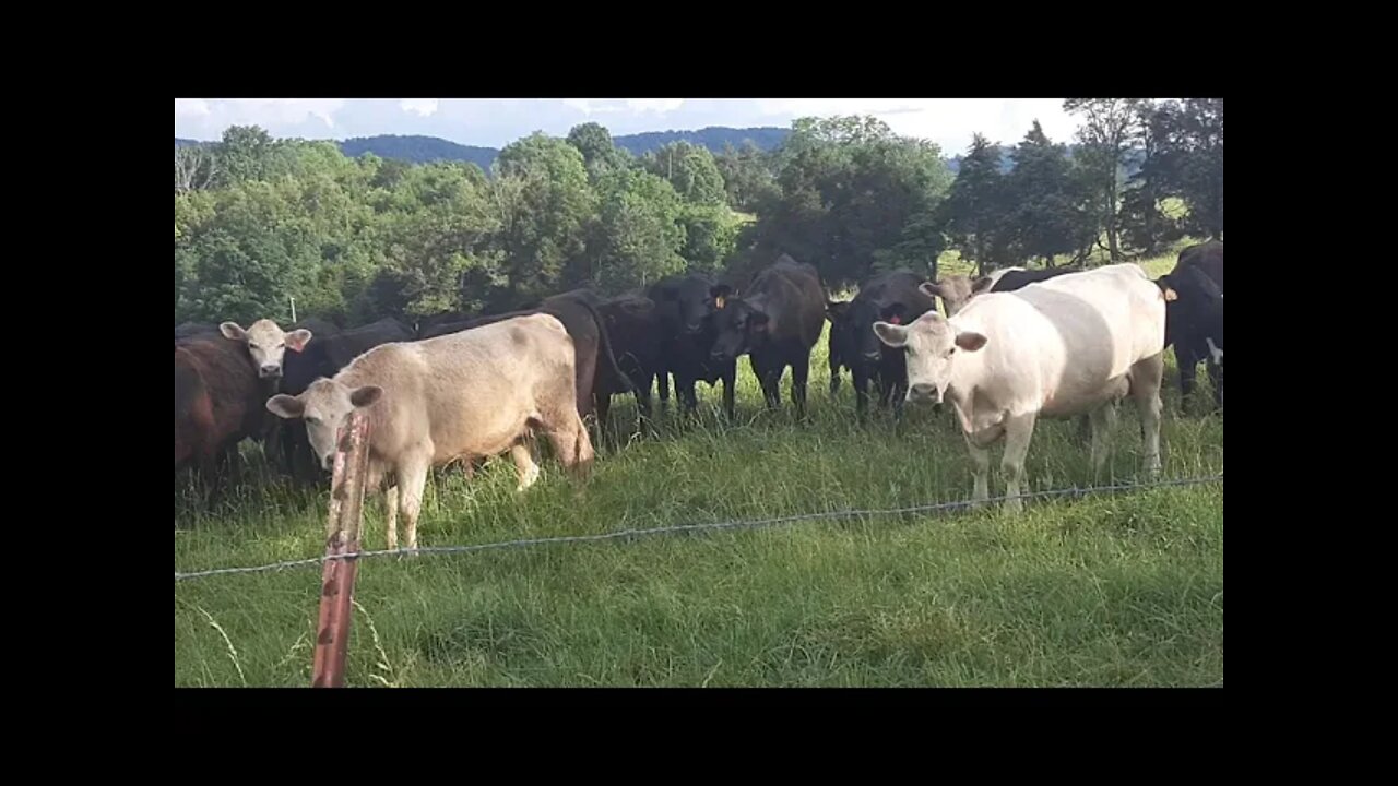 Homestead Extra: Grazing cattle FREE Backgrounds for video creators no copyright