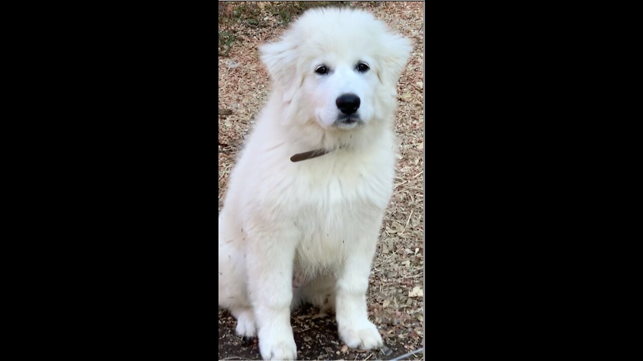 🛡️ 🛡️ Prince Arthur Our Great Pyrenees Pup is Growing~!! 🛡️ 🛡️