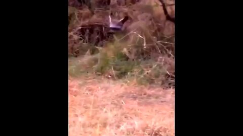 Cheetah Want To Hunt