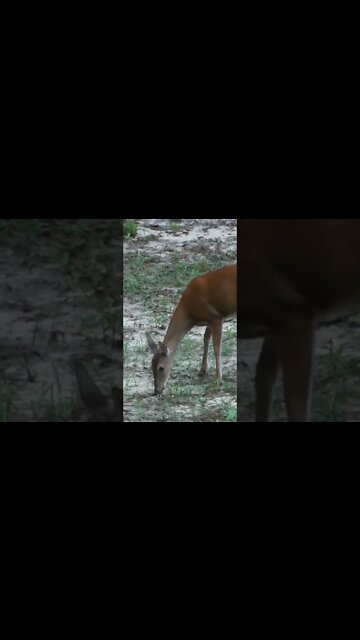 Is this a kill shot or not?