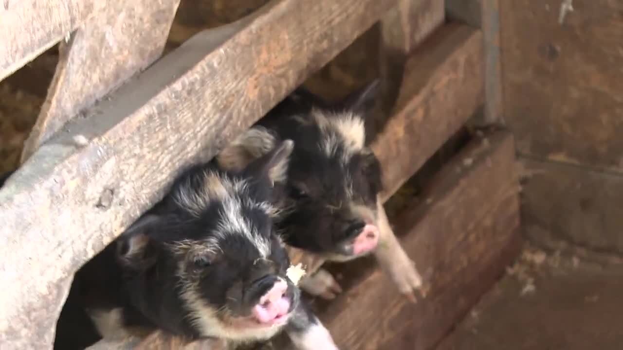 Kelkenberg Farm of Clarence prepares for summer opening with so many adorable animals to see