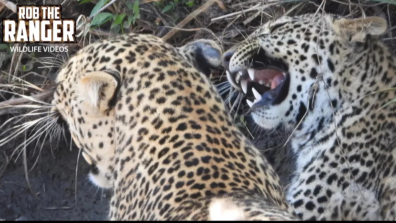 Leopard And Cub Interactions | Maasai Mara Safari | Zebra Plains