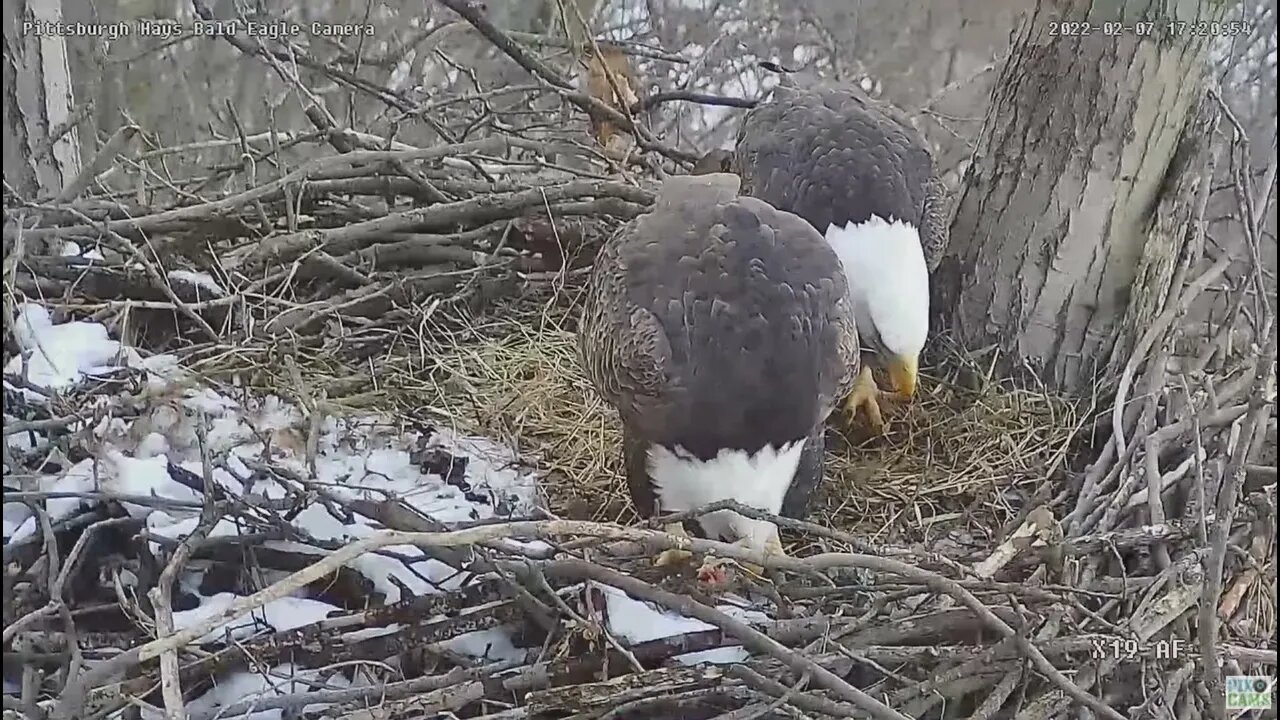 Hays Eagles Mom food gift from Dad and shows her brood patch 2022 02 07 17:20