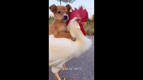 dog and hen