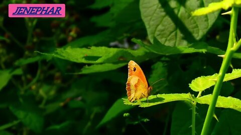 #Awesome butterfly # busy doing his job