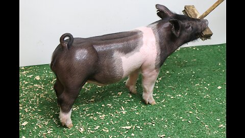 6-6 Crossbred Boar