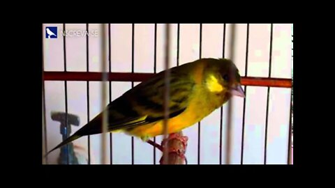 Melhor Canto do Pintagol para Treinar ou Esquentar seu Pássaro