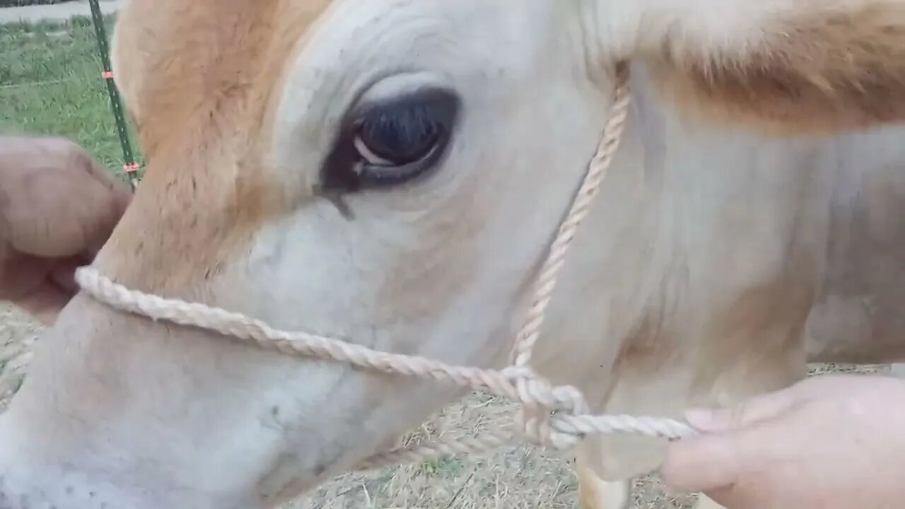 Using a DIY halter for Colby