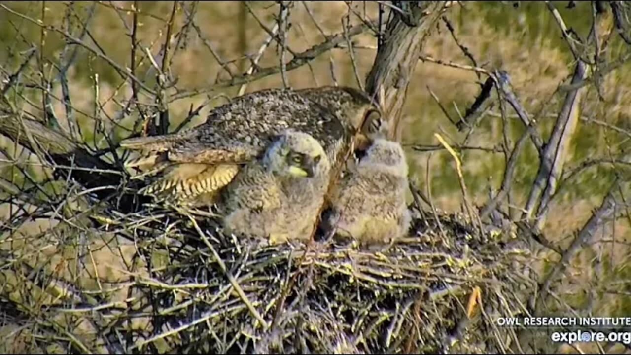 Rodger's Place-Breakfast Is Served 🦉 4/28/22 07:38