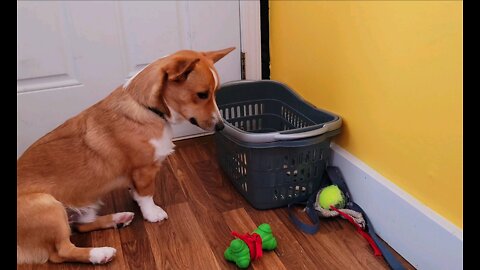 Corgi puppy crying for his bones