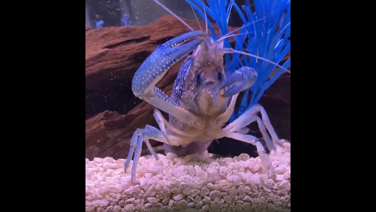 Leonardo da pinchi gets very excited for her breakfast every morning