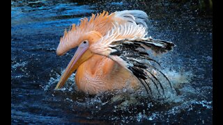 Pelicans Can Pull Their Spines Out of Their Mouths?