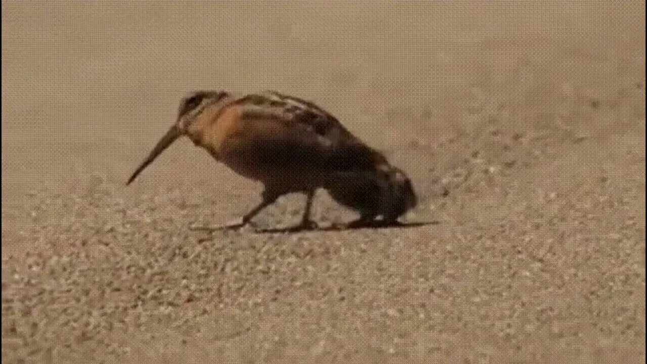 An American woodcock and her two chicks are searching for food