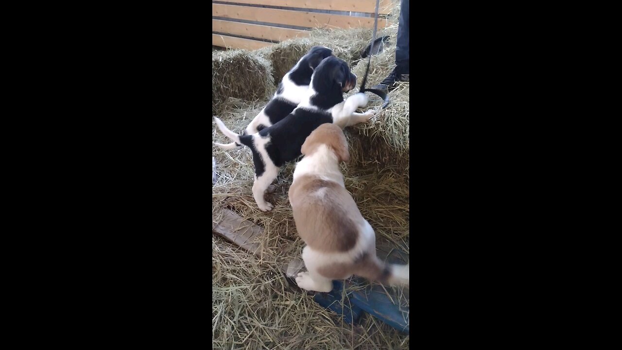 Rascally puppies demanding attention.