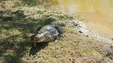 Caiman eating in captivity French Guiana