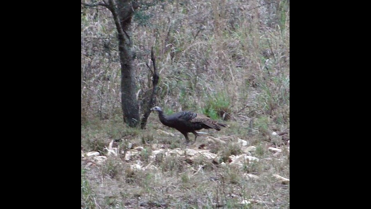 Turkey preping to become my dinner