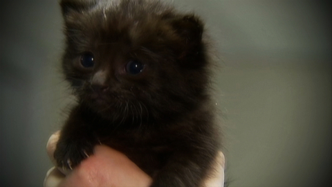 Kitten Found on London Underground