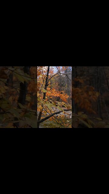 Best Relaxing Sound & Video | Peaceful River | #shorts