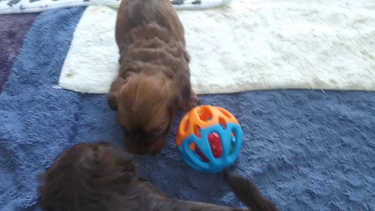 C Litter-4 weeks old today