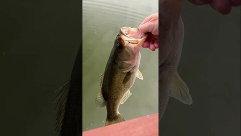 Took the new 2.5” BFS Mini Stick Worm out for a swim today. The pond Bass were loving it! #fishing