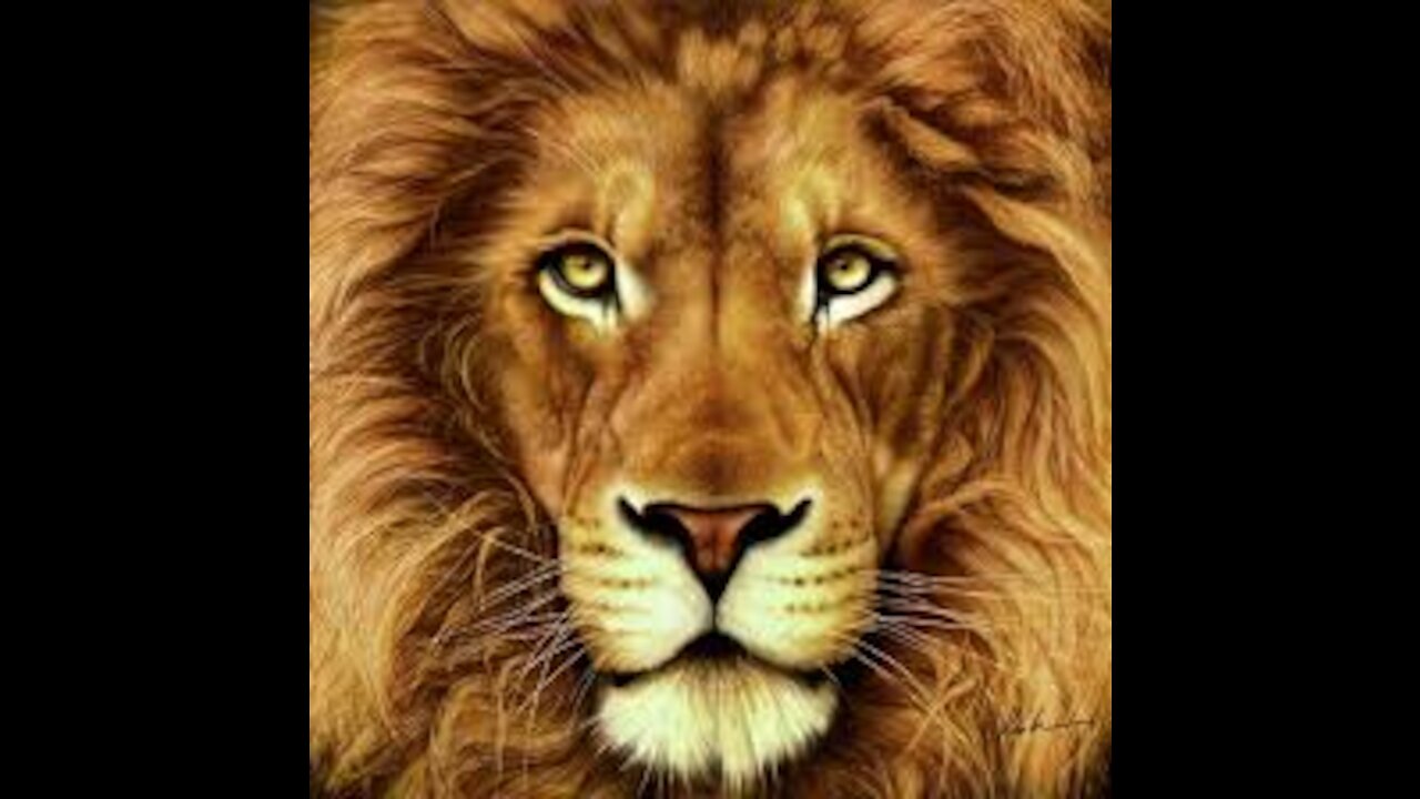 Lion vs Tiger | Monsters fight | Who is the strongest and who is the real king of the jungle