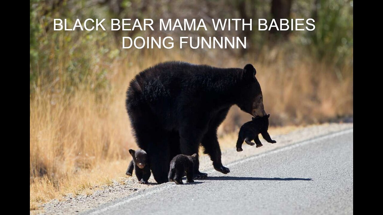 Black bear mama and baby enjoying and playing