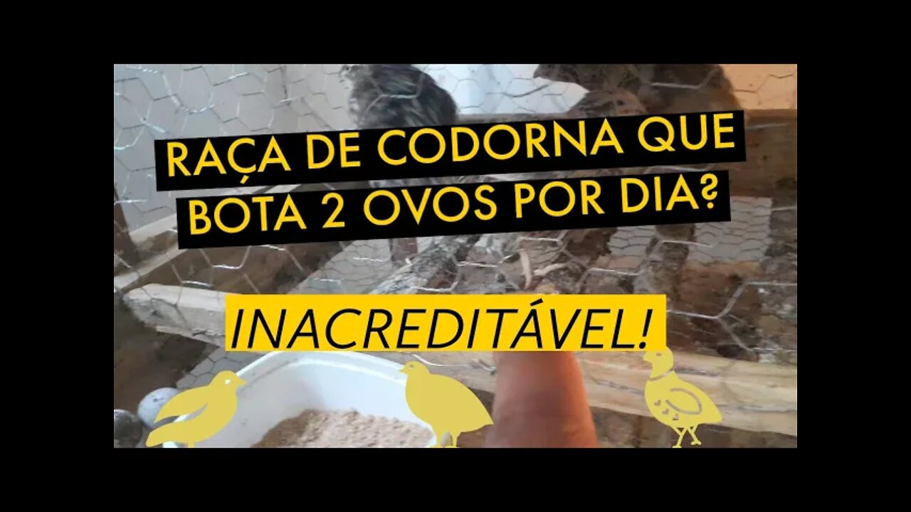 ESPÉCIE DE CODORNA QUE BOTA 2 OVOS POR DIA? RESPODENDO PERGUNTA DOS INSCRITOS/ VIVER DE CODORNA