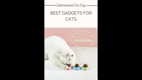 International cat day | Edible cat toys | Best Gadgets for cats